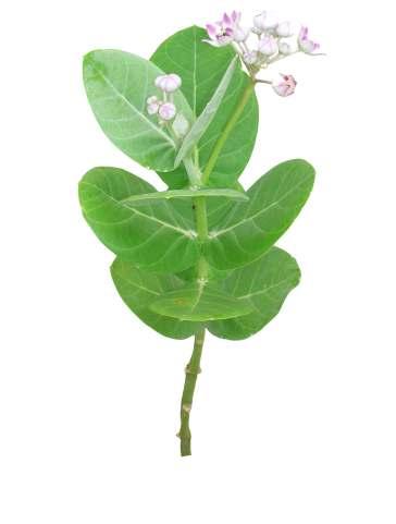 Calotropis procera (Aiton) Dryand. ex. Common Name : Swallo-wort Family : Asclepiadaceae Habit : Stem : Leaves : Flowers : Fruits : Seeds : A hardy, erect, pubescent evergreen shrub.