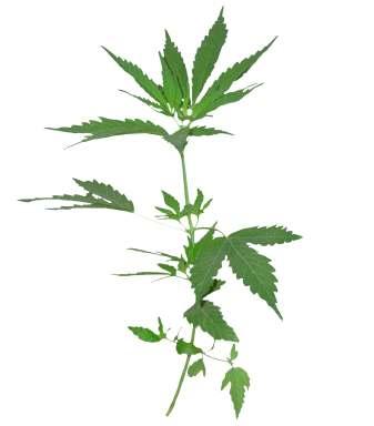 Cannabis sativa L. Common Name : Hemp Family : Cannabaceae Habit : Stem : Leaves : Flowers : Fruits : Annual herb, usually erect; up to 5 m tall.