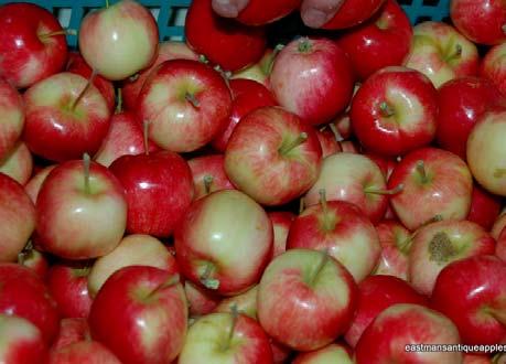 RESCUE APPLECRAB Malus x Rescue Blushed Calville OP Yellow, red stripes 3-4 cm Small fruit is very sweet for eating fresh and good for canning. Ripens in late August. The tree is very productive.