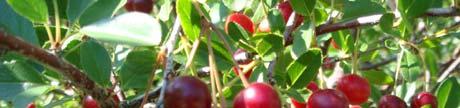 Tundra Honeyberry INDIGO YUM HONEYBERRY (9-92) Lonicera caerula Indigo Yum MATURE HEIGHT: 3-4 Feet (1.25 m) Blue with blush 1.3 grams EXPOSURE / Fruit similar to Tundra but more tangy in taste.