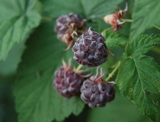 5 m) Black Clusters (1 cm) EXPOSURE / Large, black berries are useful for jelly. Leaves produce a strong aroma. Red Currant RED CURRANT Ribes x Red Lake MATURE HEIGHT: 4-5 Feet (1.