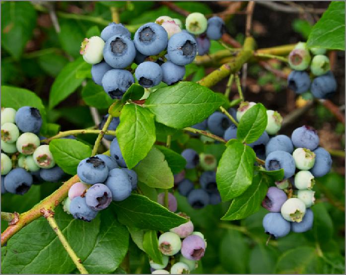 University of Minnesota introduction. NORTHSKY BLUEBERRY Vaccinium x 'Northsky' MATURE HEIGHT: 12-18 Inches (0.3 m) Sky-blue 1 cm EXPOSURE / A producer of sky blue fruit with a sweet, mild flavour.