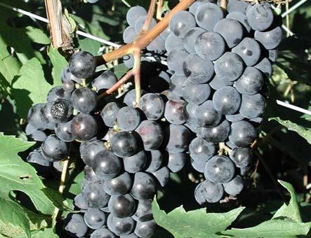 5 m) Blue-purple Clusters (1 cm) EXPOSURE / A hardy cultivar with fruit quality similar to Ontario blue grapes. A hybrid between Native Grape and the variety Concord.
