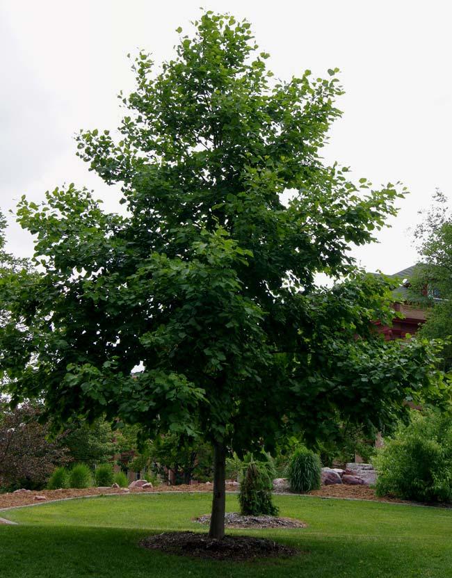 Silver Cloud Silver Maple Acer - Maple Acer saccharinum Silver Cloud Mature Size: 60 x 30 (18 x 9 m) Crown Shape: Upright, oval Fall Foliage: Yellow Hardiness: Zone 3 This seedless selection has