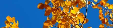 Ironwood Ostrya - Ironwood Ostrya virginiana Mature Size: 30 x 20 (10 x 6 m) Crown Shape: Oval to rounded Fall Foliage: Golden-yellow Hardiness: Zone 3 A slow-growing, medium-sized tree with slender