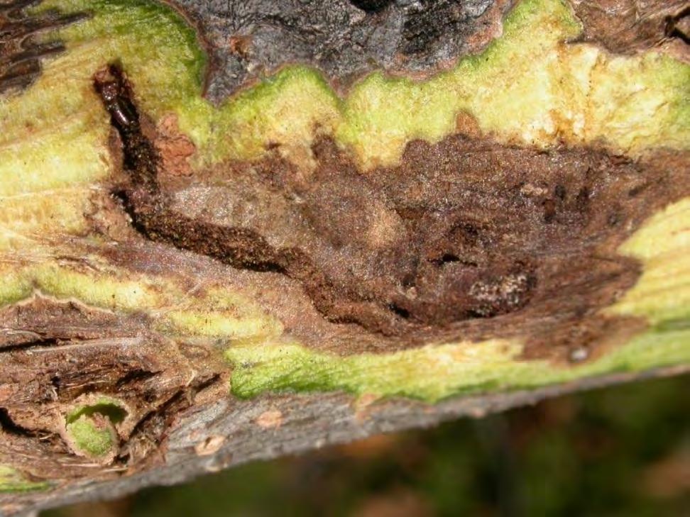 Bad News: Prospects for effective control of walnut twig beetle are