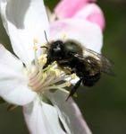 Mason Bees: genus