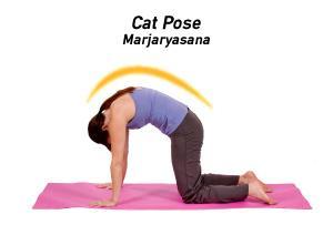 Cat Cow Pose Cat-Cow is a gentle flow between two poses that warms the body and brings flexibility to the spine.