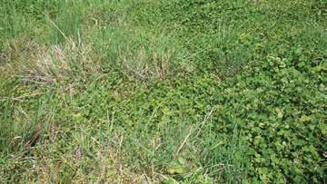In this case, grazing, clipping or application of a broadleaf herbicide would all be effective options. dominating the stand.