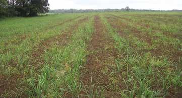 resulting from grazing. However, if the infestation is severe enough, foregoing any harvest would be preferable. Other unpalatable weeds, such as horsenettle, will not be controlled through grazing.