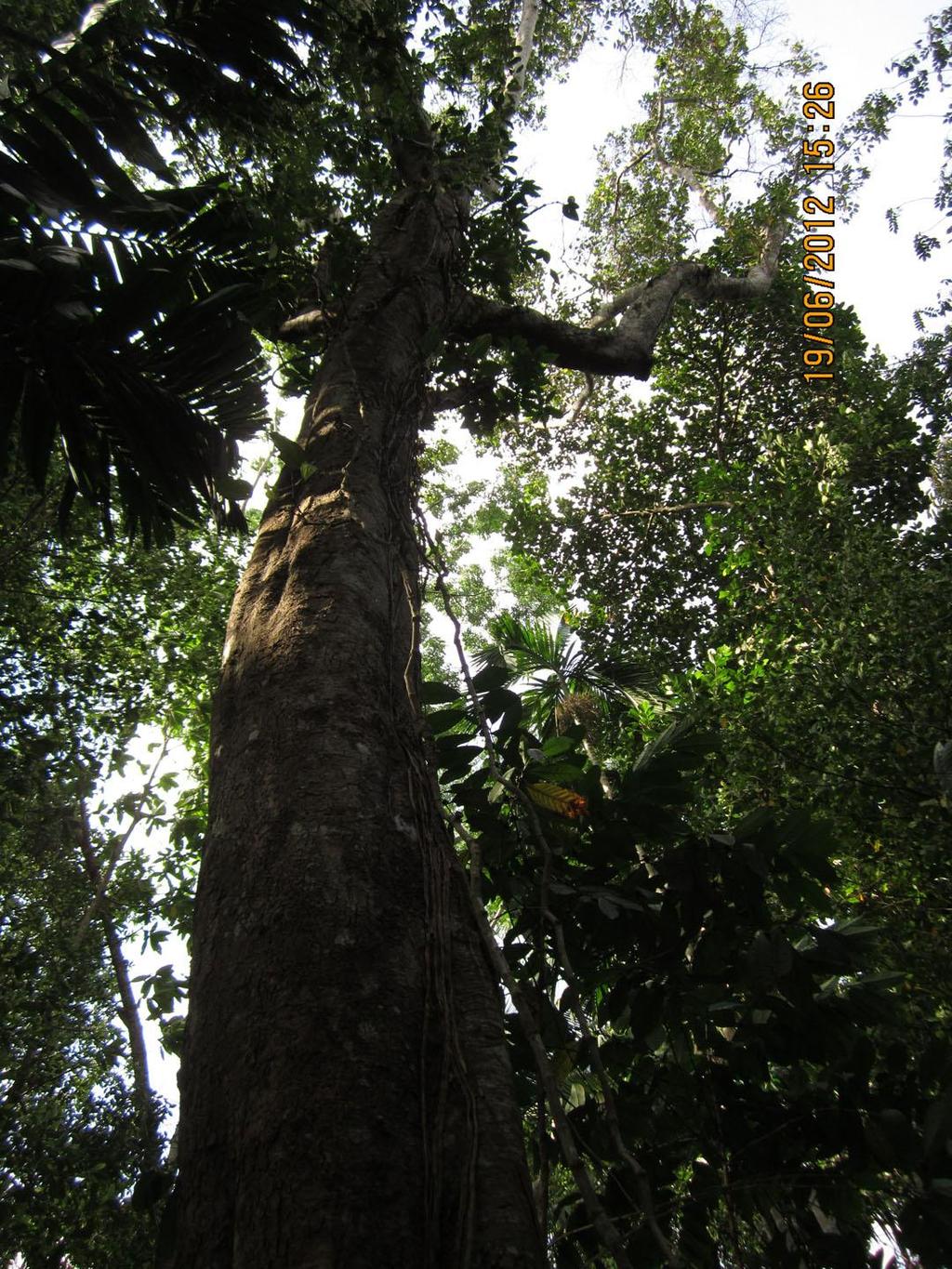 The Largest Cinnamon tree found in Sri Lanka Over 400