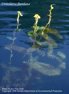 Bladderwort Habitat: still or slow-moving water Leaves: Finely cut Opposite or verticillate Feathery Smooth/soft No roots