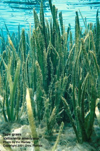 Tapegrass, eelgrass Habitat: almost any water Leaves: Up to 1 wide Long,