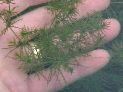 Stonewort Habitat: almost any water Leaves (actually branchlets): Very narrow, thread-like Verticillate Soft No roots only