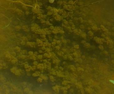 Stonewort image from http://www.
