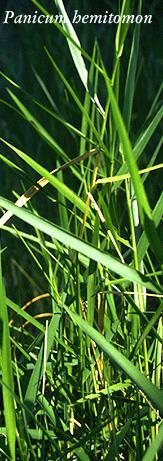 Easily confused Maidencane and torpedograss Wider bright green leaves,