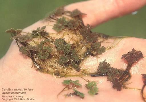 True fern Habitat: slow or still water Up to ½ across