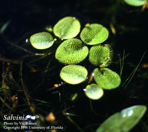 Common salvinia True fern Habitat: slow or still high-organic water Up