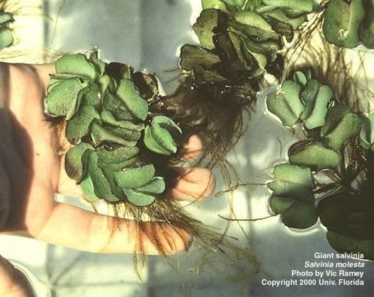Giant salvinia True fern Habitat: slow or still high-organic