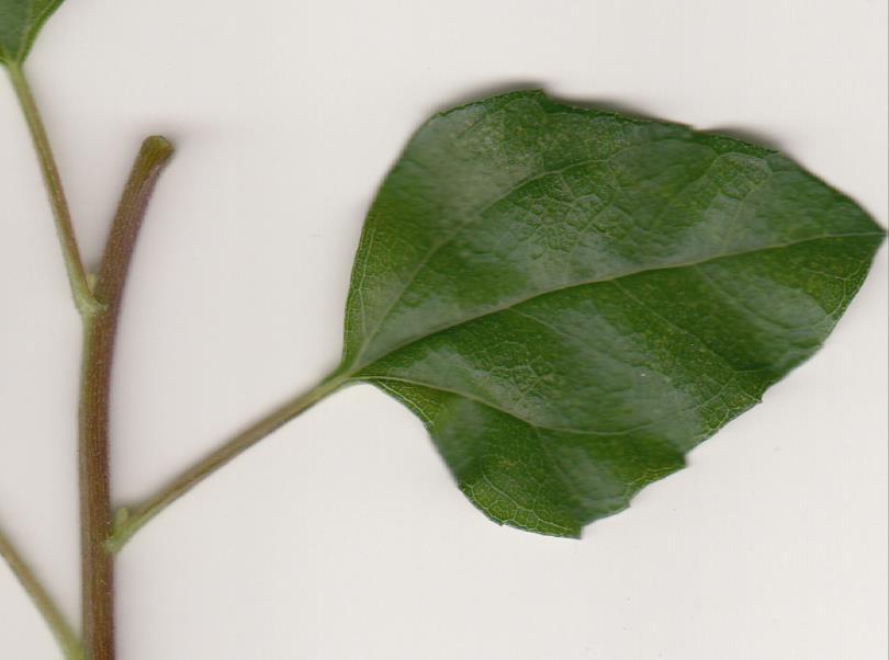 Leaves Leaf parts Apex