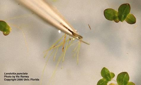 Landoltia duckweed Old name: Spirodela punctata Habitat: still or stagnant water Smallish
