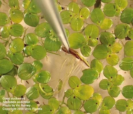 Native duckweeds Habitat: still or stagnant water