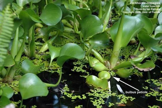 Waterhyacinth Habitat: almost any fresh water Height: up to 2