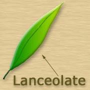 lance-shaped; length > width Linear