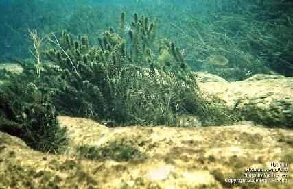 Habitat: almost any water Leaves: Hydrilla Strap-shaped, pointed apex Serrate margin
