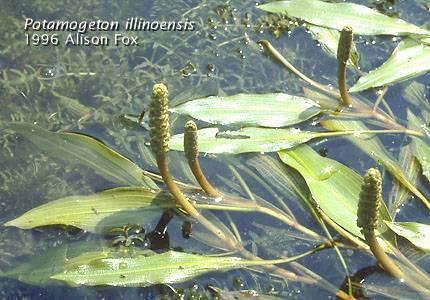 Illinois pondweed Habitat: almost any water Leaves: Floating: elliptic, to 8 Submersed: