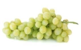 seedless grape White