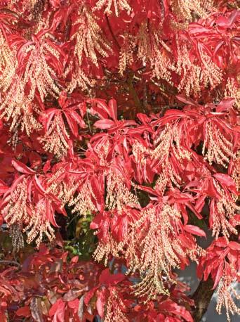 Fall foliage When designing for a small lot, consider fall color just as you would select spring and summer blooming perennials.