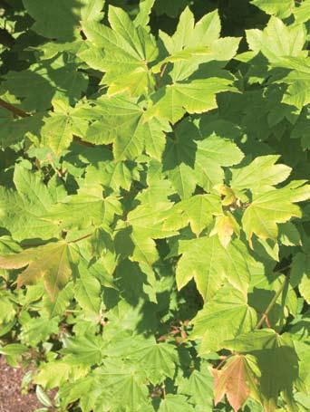 Vine maple (Acer circinatum, Fig.