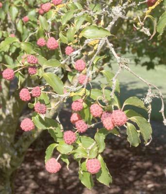 suited for western Washington Chokecherry (Prunus virginiana) Western mountain ash (Sorbus scopulina) fruit bearing ornamentals, or select an ornamental that does not bear fruit.