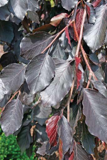 Species with thick leaves are better at maintaining good water retention under dry conditions. Purple Fountain beech is an example (Fig. 17).