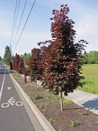 Tree Size Considerations Power lines Trees growing large enough to interfere with overhead power lines are a constant source of concern for public utility districts who must monitor those trees and