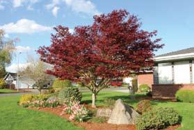 Bloodgood Bloodgood Japanese maple As the most widely known cultivar of upright Japanese maples,