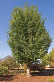 10) Acer platanoides cv.