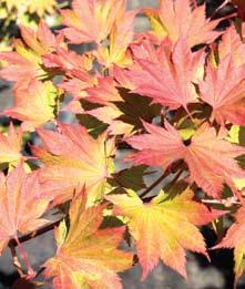 Red maples are some of the first deciduous species to color up and provide an excellent