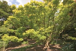 Height: 40 Zones 4 8 12) Acer shirasawanum cv.