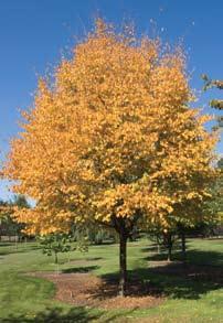 16) Carpinus caroliniana American hornbeam While this species is considered a native of the