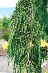 graceful conifer features drooping branchlets which hang from spreading, upcurving limbs.