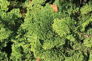 gracefully arching branchlets, this widely grown Hinoki Falsecypress makes an excellent accent