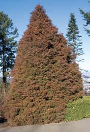 Widely adapted to all sites and soil types, with no diseases. Height: 25 Zones 4 8 32) Cryptomeria japonica cv.