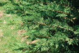Height: 30 40 Width: 10 20 Zones 7 8 35) Cupressocyparis leylandii Leyland cypress A fast-growing (more than 3