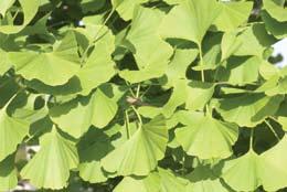 drooping, cascading branches, this beech cultivar retains its excellent purple foliage color all season long.