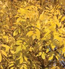 Aureafolia Golden Desert ash A small, compact, rounded-head European ash variant with yellow foliage in the