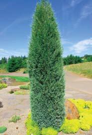 As this species is partially shade tolerant, it is a good candidate for small yards with tall vegetation or