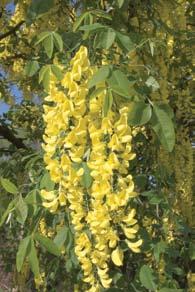 46) Laburnum watereri Goldenchain tree Featuring spectacular color from its 10 20 long, pendulous clusters of