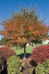 Fall foliage is a mild yellow color. Widely adaptable to a multitude of soils and sites, and considered pestfree.